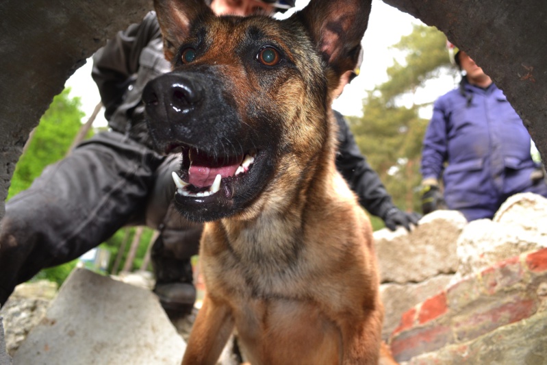 Jekkyl, le seul chien sauveteur de la zone NAGE