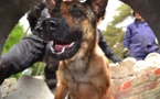 Jekkyl, le seul chien sauveteur de la zone NAGE